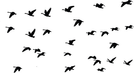 Bird flock icon illustration set, black silhouettes showing geese flying in migration formation - flat vector illustration © MD Tariful islam