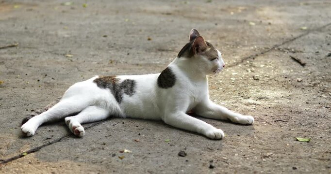 A serene cat lounges comfortably outdoors showcasing its peaceful nature in multiple angles.