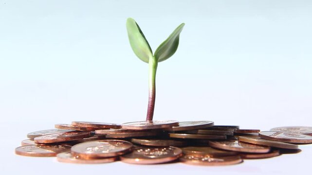 A green sprout grows in the middle of a large pile of copper coins, on a white background. The coins are falling. demonstrating the concept of full distribution and growth of the number of coins.