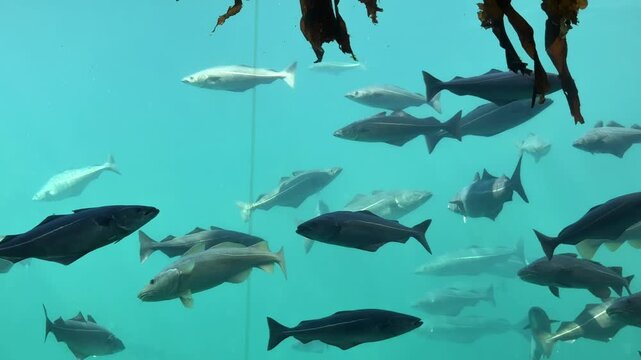 Cod Fish Floating Gracefully