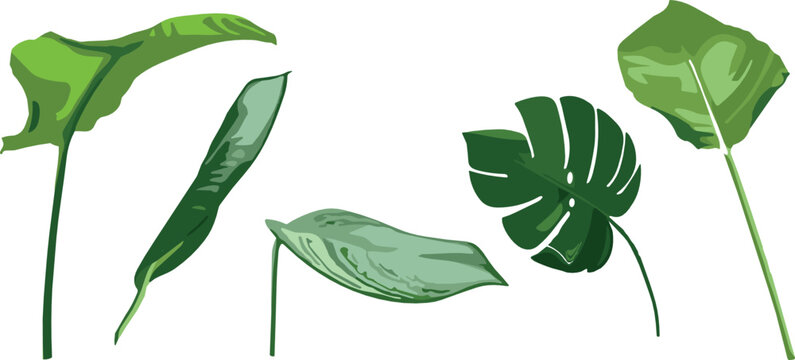 Collection of Green Leaves in Different Shapes for Nature, Gardening, and Botanical Designs