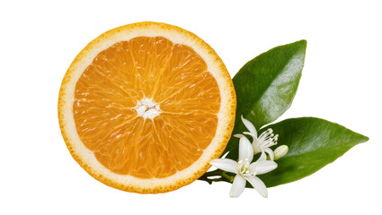 Fresh Orange Slice with Blossoms and Green Citrus Leaves © Friedrich