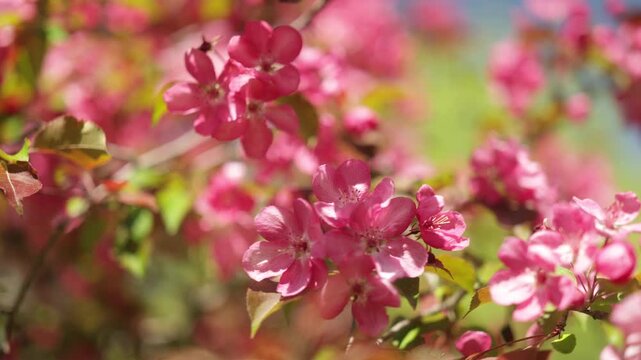 Flowers of the ornamental apple tree, often called apples of paradise. 4K, 50 fps