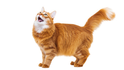 Fluffy orange Maine Coon cat meowing upwards with full mouth © Friedrich