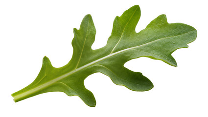Fototapeta premium Single Fresh Arugula Leaf with Textured Surface and Serrated Edges