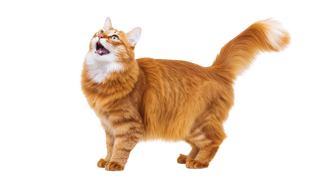 Fluffy orange Maine Coon cat meowing upwards with full mouth