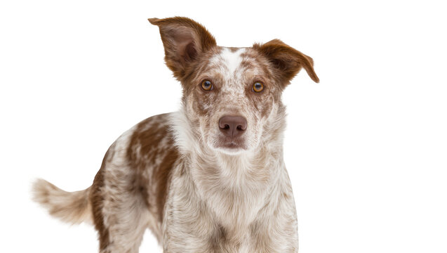 Spotted brown and white mixed breed dog looking forward