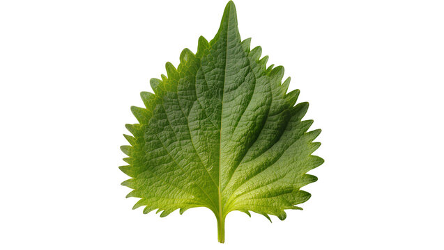 Single vibrant green nettle leaf with textured surface and stem