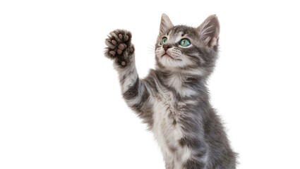 Gray Tabby Kitten Reaching Up with Paw © Vetle