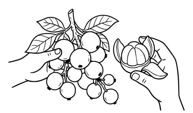 Hand holding fruit branch line art, botanical illustration of harvesting fresh fruits.