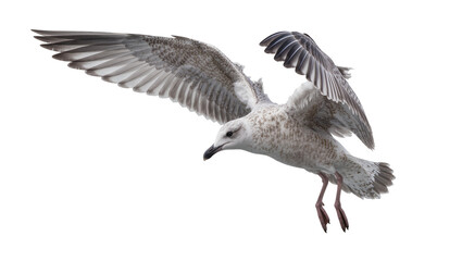 Fototapeta premium Gray speckled Seagull in Flight with Extended Wings and Legs