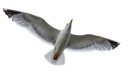 Obraz premium Flying Grey White Seagull with Extended Wings and Yellow Legs