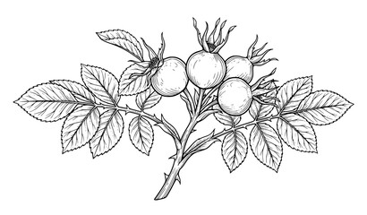 Hand drawn rose hip berries with leaves, botanical illustration of medicinal plants. © Songkari