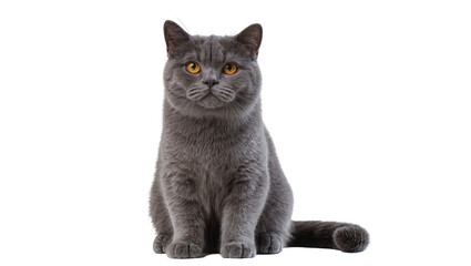 Gray British Shorthair Cat Sitting with Amber Eyes and Fluffy Fur © Friedrich