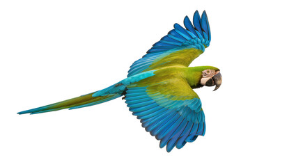 Blue Green Macaw Parrot Flying with Extended Tail Feathers © Friedrich