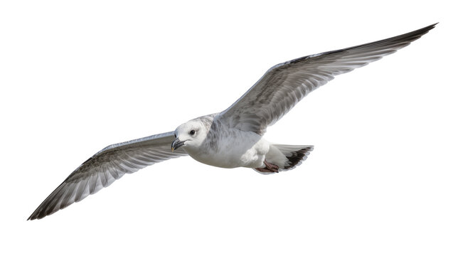Gray White Flying Seagull Bird with Extended Wings