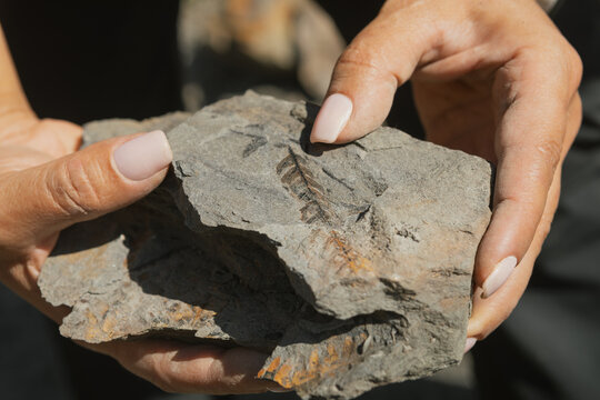 A close-up shot shows a woman&rsquo;s hands holding a large, grey sedimentary rock that features a distinct and well-preserved plant fossil imprint of a prehistoric leaf or fern branch.