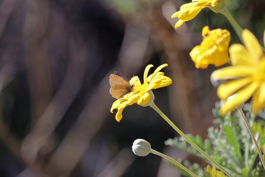 Common Grass Blue Butterfly (Zizina otis) feeding on daisy bush, South Australia