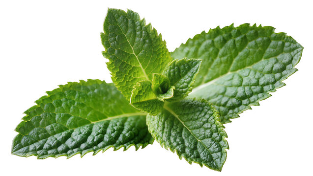 Fresh vibrant green Mint sprig with textured leaves and central stem
