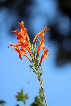 Cape Honeysuckle flowers against blue sky, South Australia