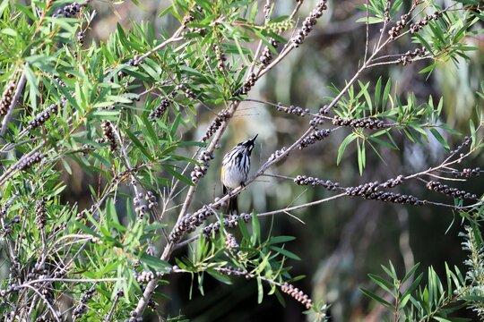 New Holland Honeyeater (Phylidonyris novaehollandiae) perched in callistemon tree, South Australia