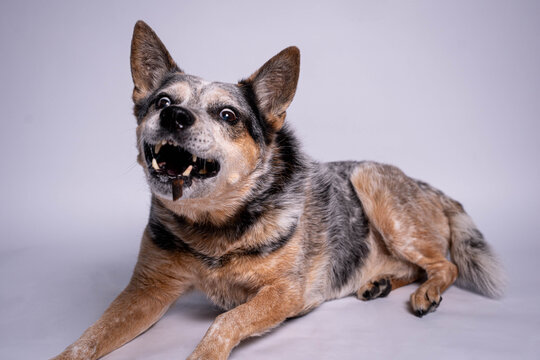 Blue heeler catching a dog treat with funny expression on seamless studio background, playful Australian cattle dog portrait