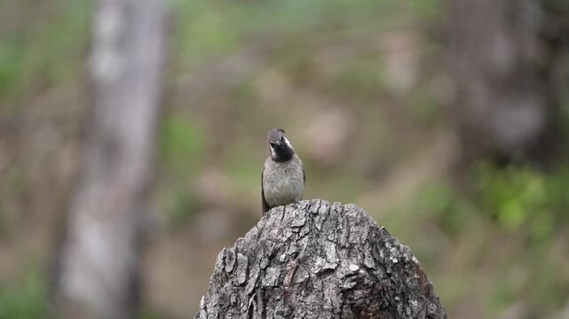 Himalayan Bulbul Scanning Surroundings from Tree Stump While Foraging in Natural Forest Habitat