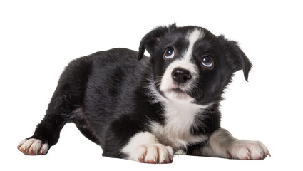 Black and White Puppy Border Collie Lying Down Looking Up © Friedrich