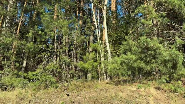 Sunlit pine forest with tall trunks and dry ground. A quiet woodland landscape with green undergrowth and blue sky. Natural background for hiking, travel, and outdoor environment use..