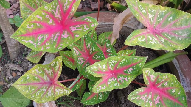 Vibrant heart-shaped Caladium leaf featuring bold pink veins and speckles on a lush green background. Beautiful tropical ornamental plant detail in a garden setting. High quality.