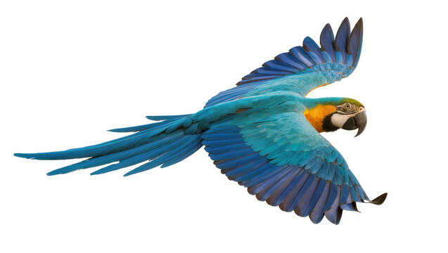 Blue and yellow macaw flying with spread wings and feathers