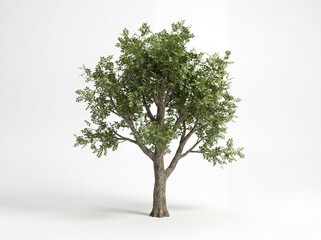 Obraz premium Isolated deciduous tree render on white background for digital composition