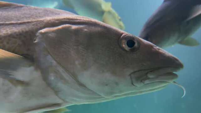 Large Norwegian Cod Fish Close Up in aquarium