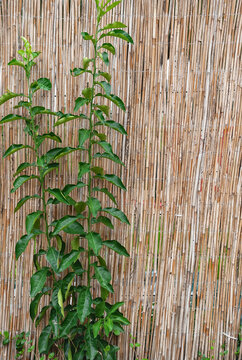 Tropical bamboo texture with greenery