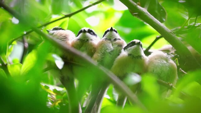 Low angle shot of a group of five adorable fluffy wild bird chicks huddled closely together on a branch looking upwards, framed by vibrant green leaves in their natural forest habitat