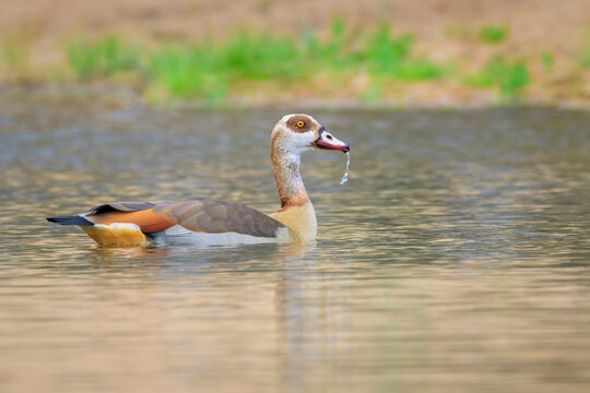 Egyptian Goose (Alopochen aegyptiaca) swimming in water, Kruger National Park, Mpumalanga, South Africa.