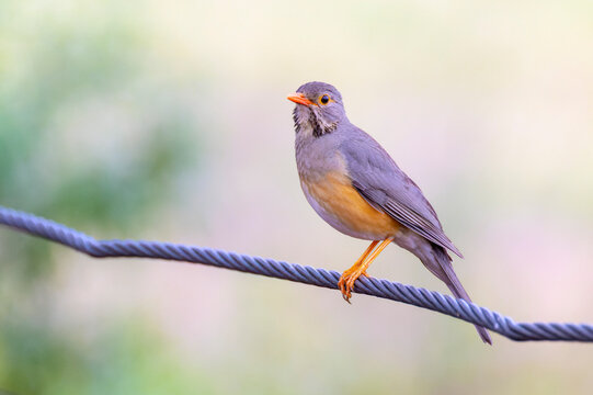 Kurrichane thrush (Turdus libonyana) perched on a fence, Kruger National Park, South Africa.