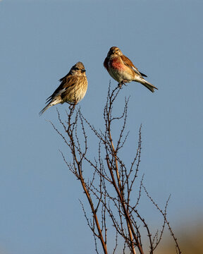 Male and Female Common Linnet Pair Perched Together