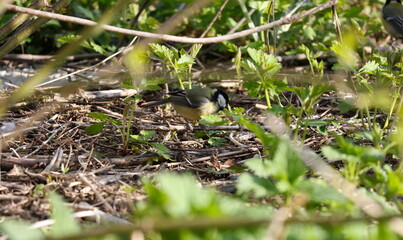Colorful great tit resting close to the woodland floor among fresh green foliage, Parus major © Olga