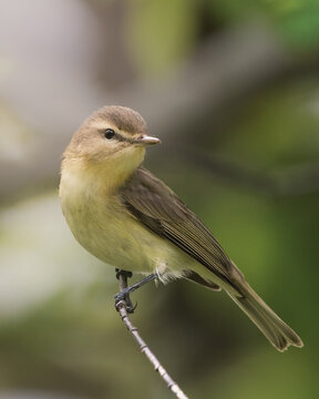 yellow vireo bird on a branch