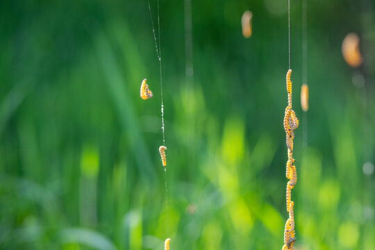 Close-up of yellow Spindle Ermine moth caterpillars (Yponomeuta cagnagella) dangling in groups from long silken threads. Intriguing nature shot of gregarious larvae with a soft green bokeh background.