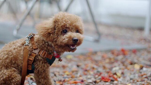 Close up selective focus portrait captures a playful brown poodle enjoying beautiful outdoor morning light. A cute animal and loyal best friend in daylight, offering perfect side copy space.