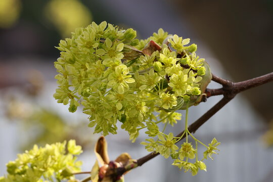 Blooming maple tree with subtle yellow flowers covering branches before full leaf development, Acer platanoides