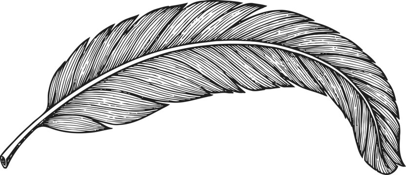 Detailed feather illustration feather plume wing quill bird plume natural texture line art drawing sketch vintage engraving design element
