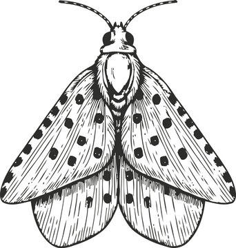 Vintage moth illustration moth insect detailed wings nature wildlife flying antenna animal sketch entomology drawing black and white design