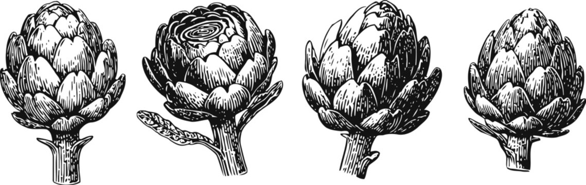 vintage artichoke illustrations hand drawn vegetable sketch set with detailed leaves and stems