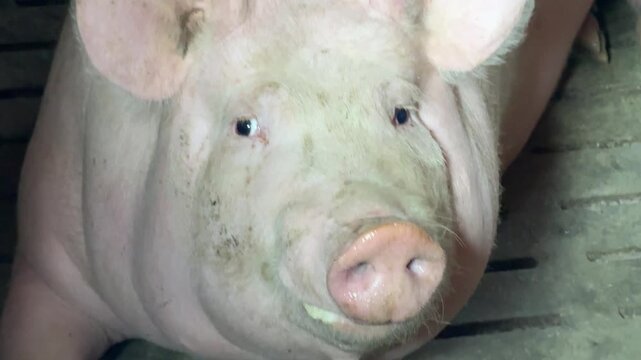 Pig hog boar close up.