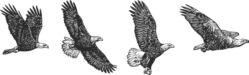 Obraz premium black and white eagle illustrations set, flying soaring hunting bird detailed feathers wings powerful majestic nature