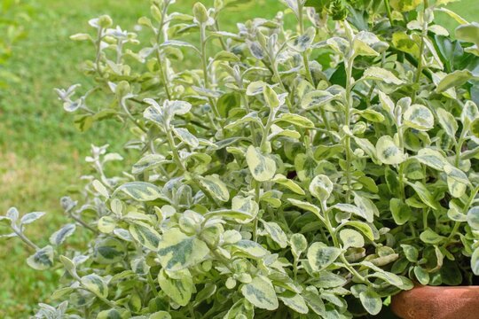 Licorice plant - Helichrysum petiolare, garden inspiration for potted plant