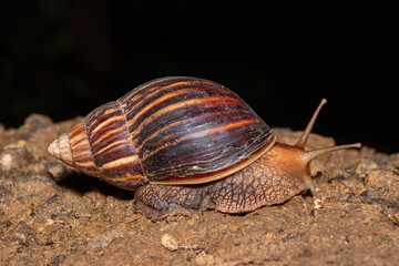 A large pink-lipped agate snail (Lissachatina immaculata), also known as a giant blonde snail, a giant African land snail from St Lucia, South Africa  © Craig